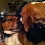 Christy Holmes - @fetchinggirl72 - Instagram