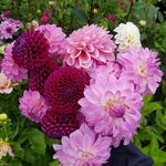 Kristy Kirkpatrick - @sinclair_dahlias - Instagram