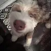 Bigcow_8149 - @maxwellchristy4 - TikTok