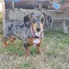 tootsie - @christygarypearce - TikTok
