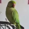 Chris stringer - @chris.stringer5 - TikTok