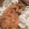 Fatty pooshca - @christywatson77 - TikTok