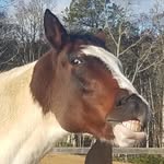 Chrystal Armstrong Kline - @chrystal.a.kline - Instagram