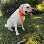 Chuck Abbott - @chuckabb4 - Instagram