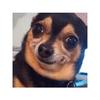 Charlie_Ethan_Adams - @chuck11adams - TikTok