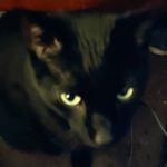 Chuck Adams - @chuckadams808 - Instagram