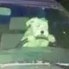 Ha ha Chuck - @chuckaragon - TikTok