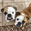 Chuck and Arthur - @chuckandarthur - TikTok