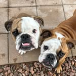 Chuck and Arthur - @chuck_and_arthur - Instagram