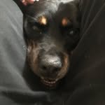 Chuck Arthur - @probably_a_pile_of_hotdogs - Instagram