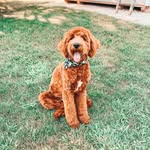 Chuck Barry - @chuckledoodledog - Instagram