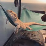 Charlie - @chuck_the_beardie - Instagram