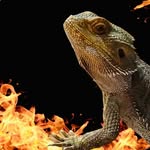 Chuck “ The Beardie ” Norris - @chucknorristhebeardie - Instagram