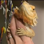 Chuck🦎Taylor - @chuck_the_beardedgirl - Instagram