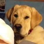 Charlie - @_chuck_brown_ - Instagram