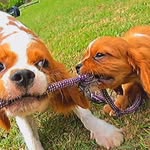Chuck & Brown - @chucknbrown - Instagram