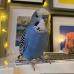 Buddy 💙🐦 and Mrs Chuckles 👼🌈🐥 - @mrs.chuckles.and.buddy - Instagram