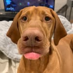 Chuck - @chuck.buddy - Instagram