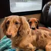 chuckandbunch - @chuckandbunch - TikTok