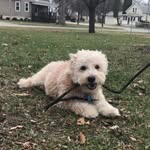 Calvin & Lucille - @calvinchucktaylor - Instagram