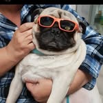 Chuck il carlino - @chuckilcarlino - Instagram