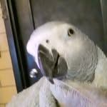 Chuck Combs - @chuck_chuckbobuck - Instagram