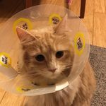 Chuck the MAINEstream Coon - @chewby_dooby_doo - Instagram