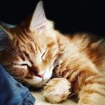 @maine_coon_chuck - Instagram
