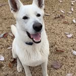 Chuck Cooper - @chuckcooper43 - Instagram