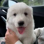 Chuck Cowan - @chuck.the.pup_ - Instagram