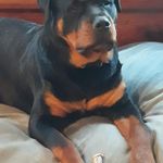 Chuck Cramer - @cjcramer1956 - Instagram