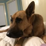 Chuck Crane - @chuckandsnoop - Instagram