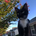Chuck and Peaches - @chuckdanielll - Instagram