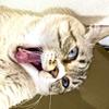 Cat_chuck_everyday - @cat_chuck_everyday - TikTok