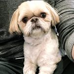 Charlie The Dog - @chuckdickens - Instagram