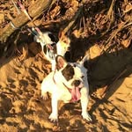 Chuck and Blair - @blairfrenchie.chuckfox - Instagram