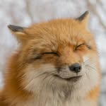 Chuck Fox - @chuck_fox6960 - Instagram