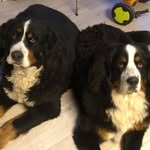 Chuck Fox - @chuckfox10 - Instagram