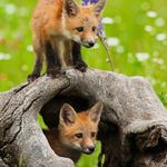 Chuck Fox - @chukfox - Instagram