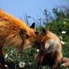 Chuck Fox - @_sulfurus_ - TikTok