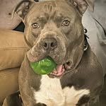 Chuck Franklin - @bigchuck440216 - Instagram