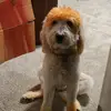 Andrew Divine - @chuck_and_carly_fries_65 - TikTok