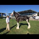 Charley Gillespie - @bobcat_chuck - Instagram