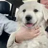 Charlie the Golden - @goldenchuck25 - TikTok