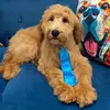 Charliethegoldendoodle - @chuckythegoldendoodle - TikTok
