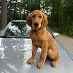 CHUCK | THE GOLDEN RETRIEVER - @chuckthegoldenpupper - Instagram