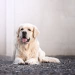 Chuck - @chuck.the.swiss.golden - Instagram