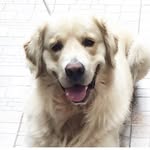 Chuck - @golden.chuck - Instagram