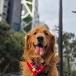Chuck Mestanza Mera 🐶 - @chuck.el.golden.21 - Instagram