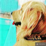 Chuck The Golden - @chuck.thegolden - Instagram